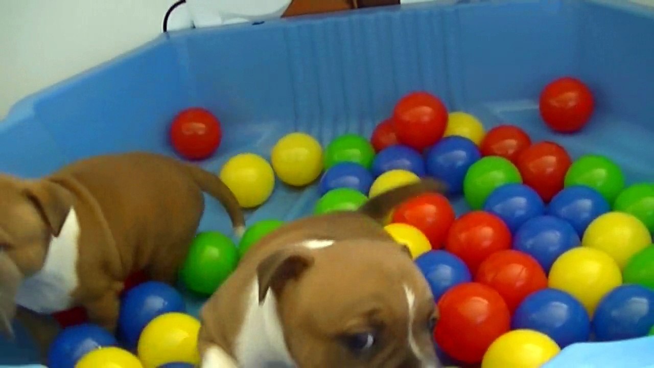 76ème vidéo Le parc à boule avec les chiots de Staffordland