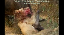 Kalbi Olan İzlemesin.!! Bufalo Aslanı Feci Şekilde Öldürüyor