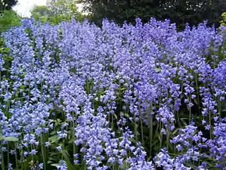 Meio Ambiente - Música: Súplica Sertaneja