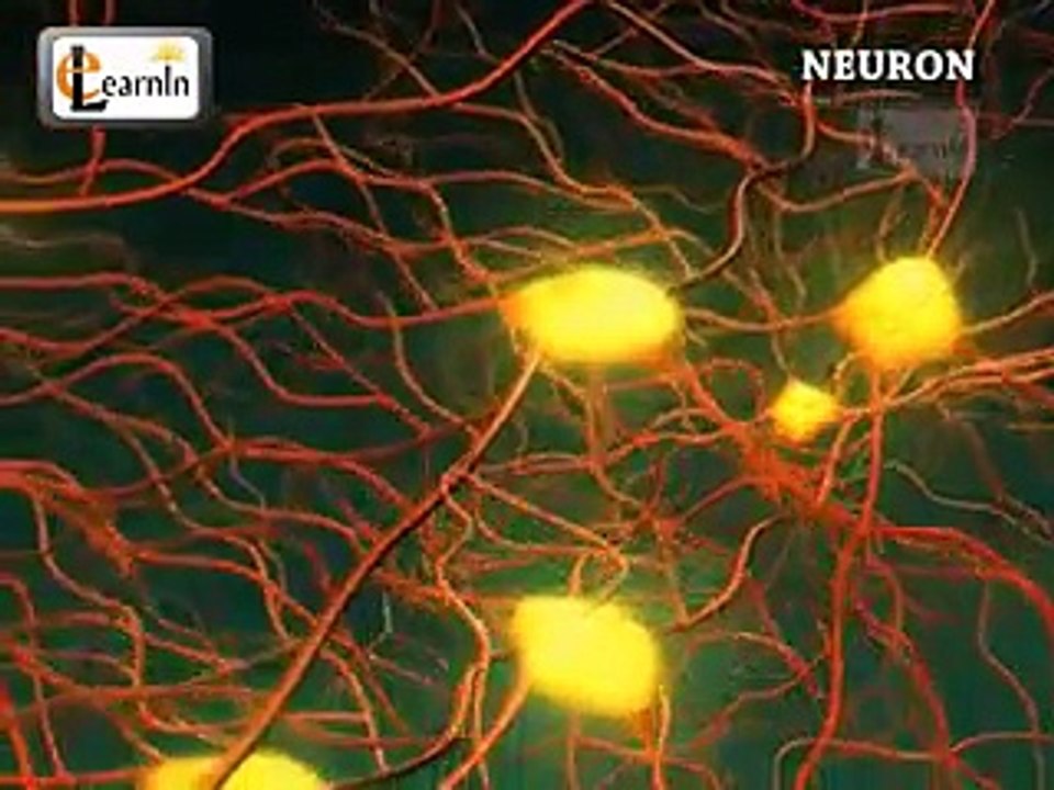 Neurons or nerve cells - Structure function and types of neurons - Human Anatomy - 3D Biology - Vìdeo Dailymotion