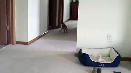 I Almost Cried !! This is *HILARIOUS* !!