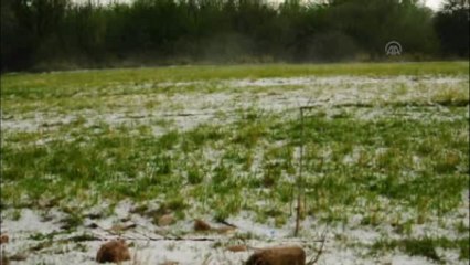 Dolu Tarım Ürünlerine Zarar Verdi