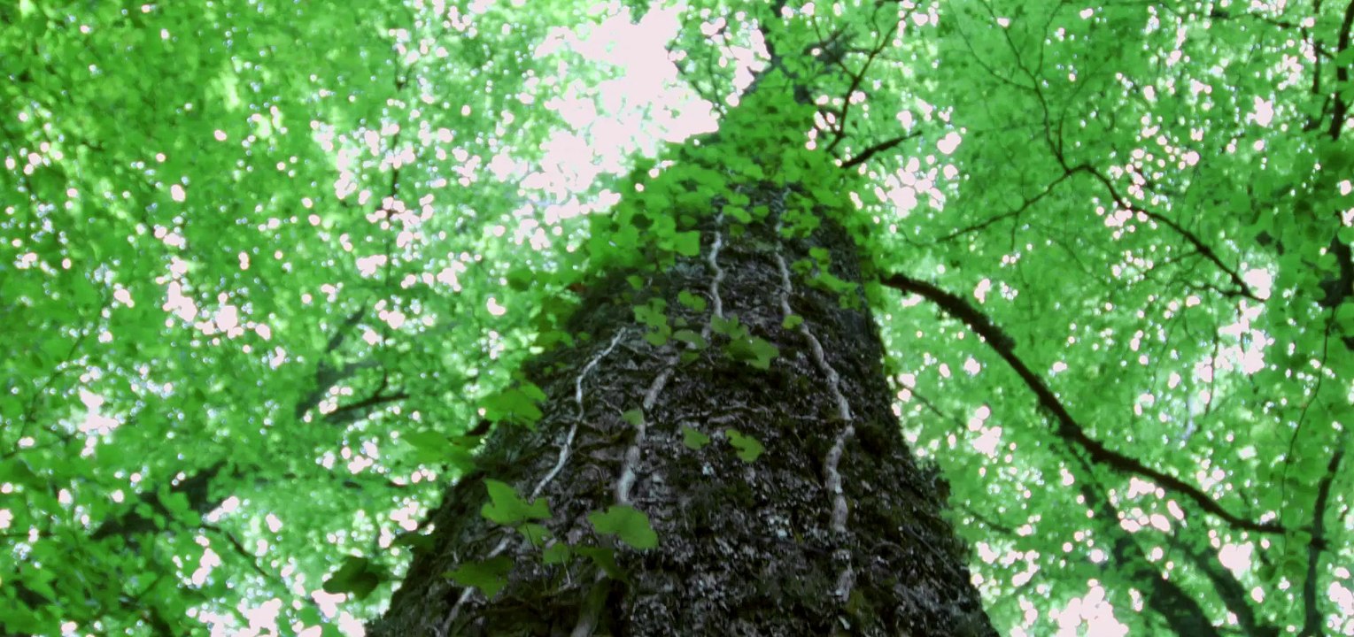 Grands Crus d'Alsace : le film