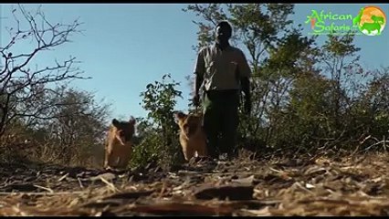 lion ambush & encounter
