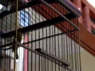 burung rajanya sogok ontong