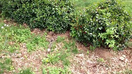 3 bébés écureuils trops mignions