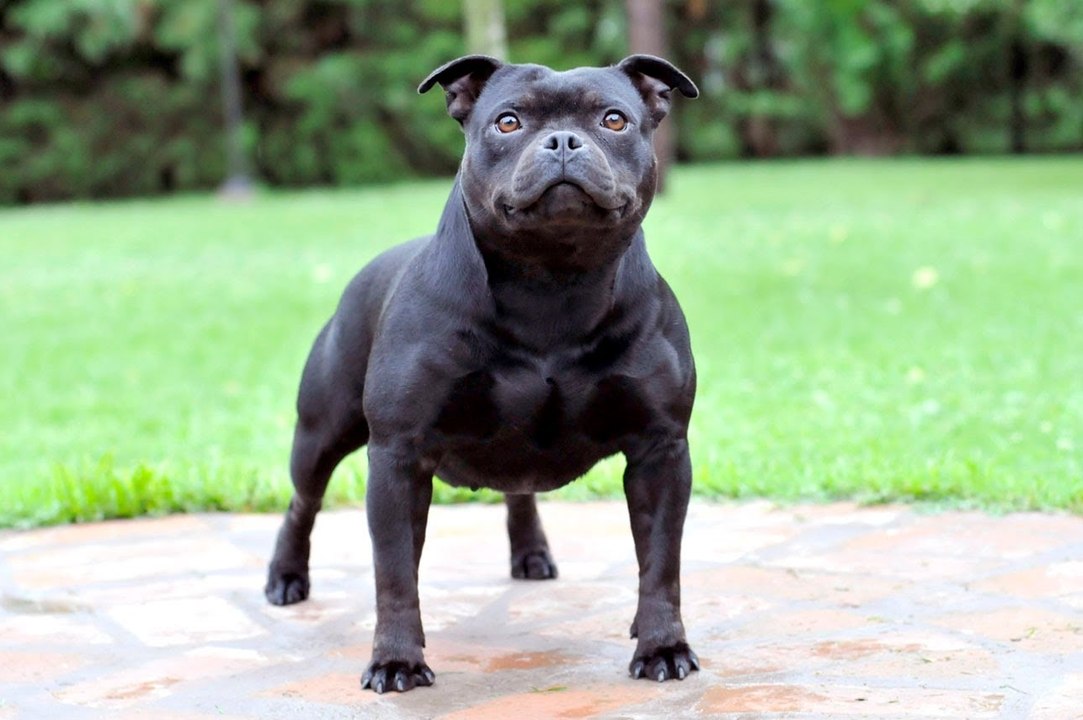 Amerikan Staffordshire Teriyeri