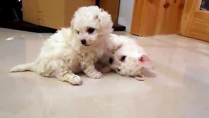Doras Bichon Frise Pups 2014 6 weeks old playing