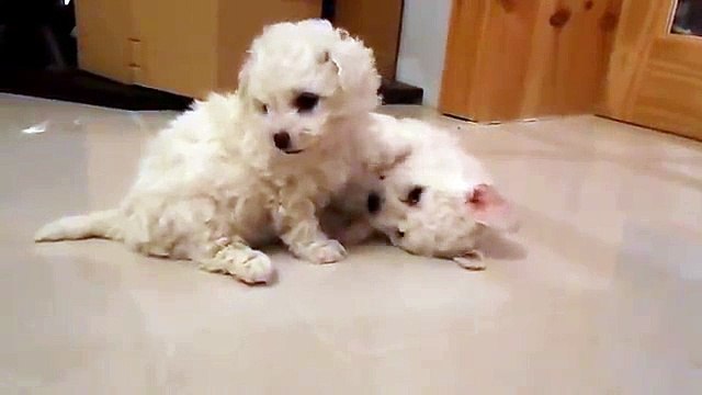 Doras Bichon Frise Pups 2014 6 weeks old playing
