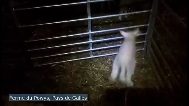 Un agneau avec 5 pattes (3 devant et 2 derrière)