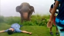 Terrifying moment 'drunk' man is attacked by elephant after taunting huge wild animal