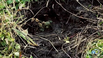 Think Like a Wolf to Track Wildlife   Alaskan Bush People