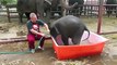 liveleak adorable baby elephant slips and slides