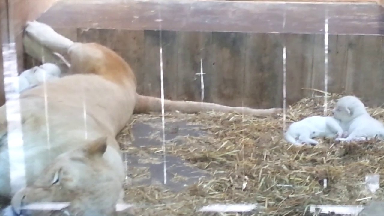 Les lionceaux blancs du zoo d'Amnéville