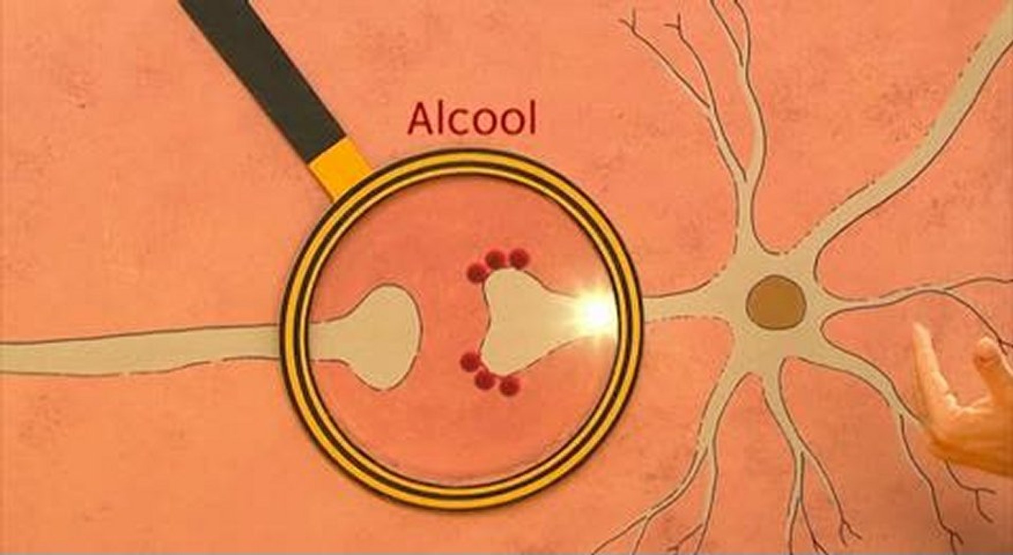 C'est Pas Sorcier : les effets de l'alcool sur le comportement - Vidéo  Dailymotion