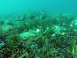 The bottom of the sea in Cannes