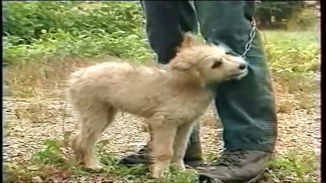 Pierre Trolliet, berger avec ses bergers des Pyrénées