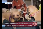 Perros rescatados en La Victoria se recuperaron y fueron dados de alta