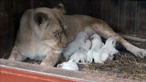 Rara leoa branca dá à luz cinco filhotes