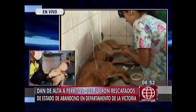 La Victoria: Los once perros abandonados ya fueron dados de alta