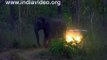 Wild Elephant Attack a Jeep in Jungle - Kerala India
