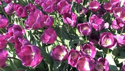 les champs de tulipes ( la torche ) + plages surf bretagne sud