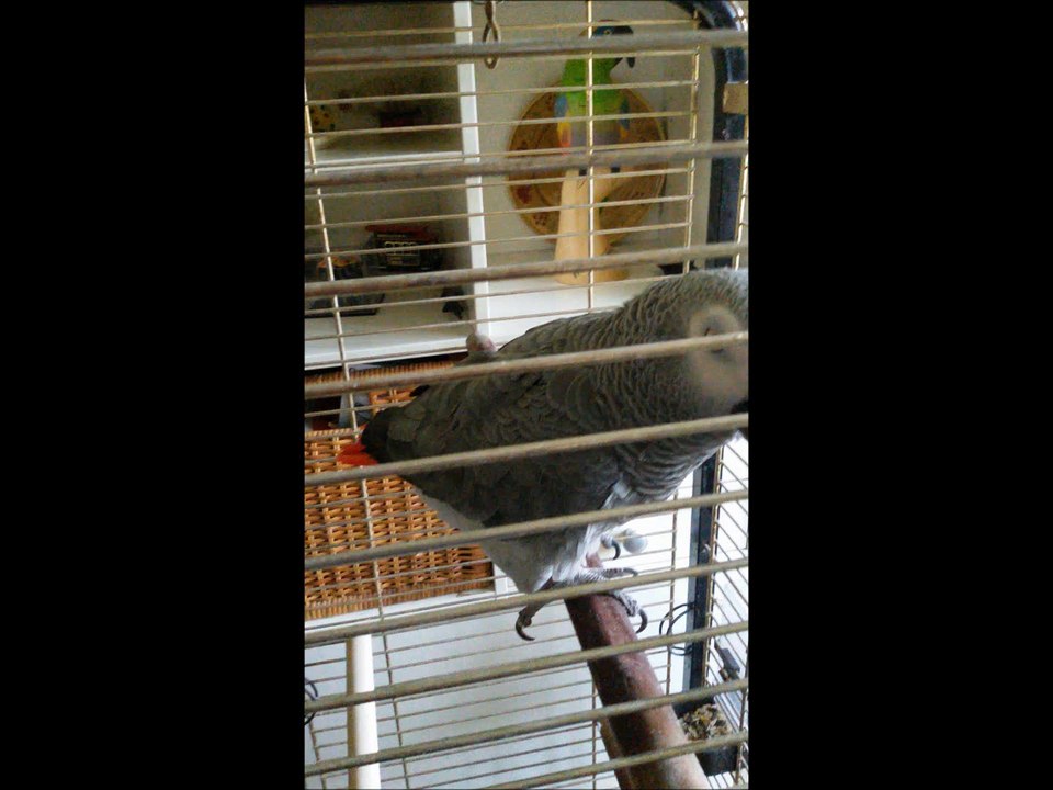 perroquet-monkhali mange 2 pistaches