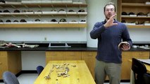 El Australopithecus Sediba, el precusor del género Homo