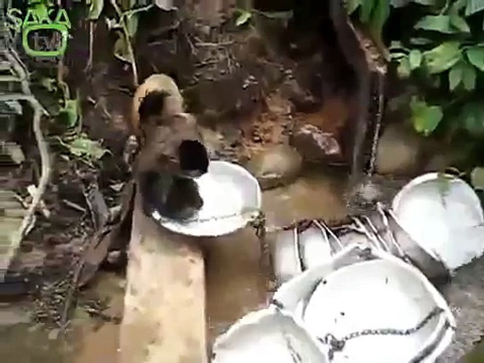 Ekmeğini Taştan Çıkaran Maymun