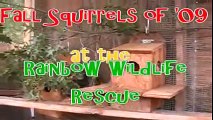 Orphaned Squirrels growing up at the Rainbow Wildlife Rescue