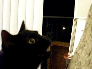 Cat Speaks African Video