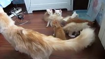cat enjoing family must watch