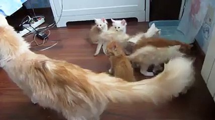 cat enjoing family must watch
