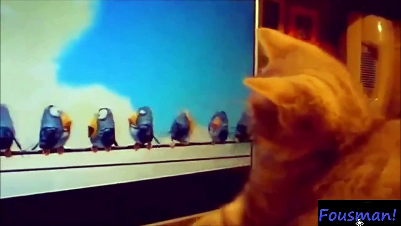 Αστείες Γάτες! Funny Cats Compilation (HQ) 2014
