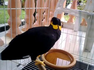BURUNG AJAIB BERSUARA MANUSIA (MYNA BIRD)