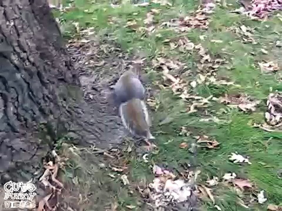 Drunk Squirrel Had Too Many Fermented Pumpkins