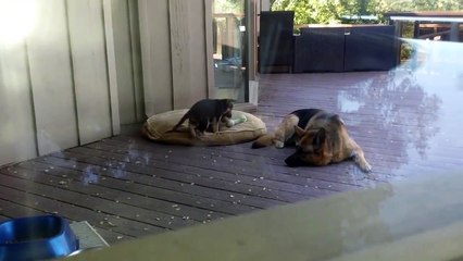 Мама овчарка укладывает щенка спать