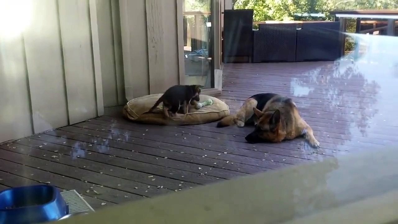 Мама овчарка укладывает щенка спать