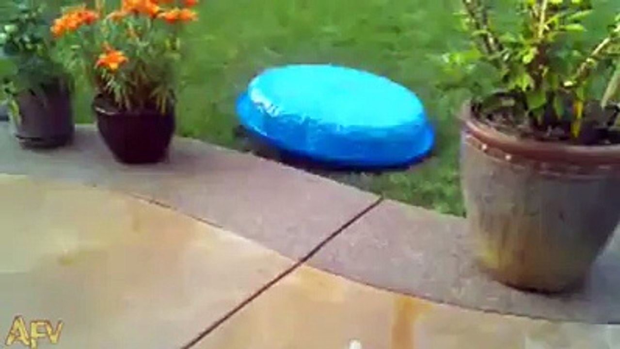 Dogs are always friends