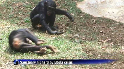 Sierra Leone chimps back in swing as Ebola retreats