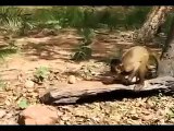 Unique Funny Collection -@- Amaizing Funny Style of Monkey