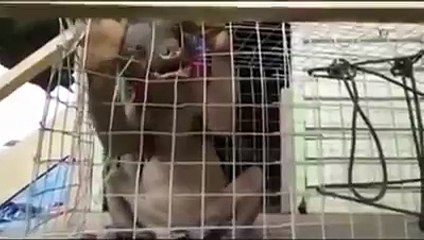 وحش مرعب يظهر فى الصين