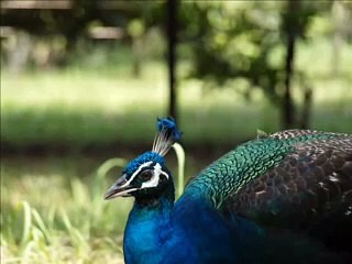 日曜日よりの使者