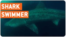 Swimming With Basking Sharks | Just Keep Swimming