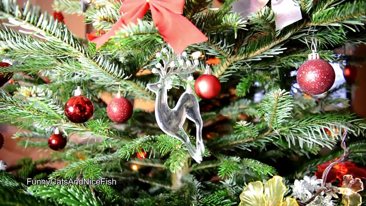 Funny Cats   Chorus line of Kittens performs Christmas dance