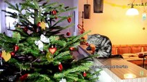 Funny Cats   Clumsy Cat taking off a Christmas tree ornaments