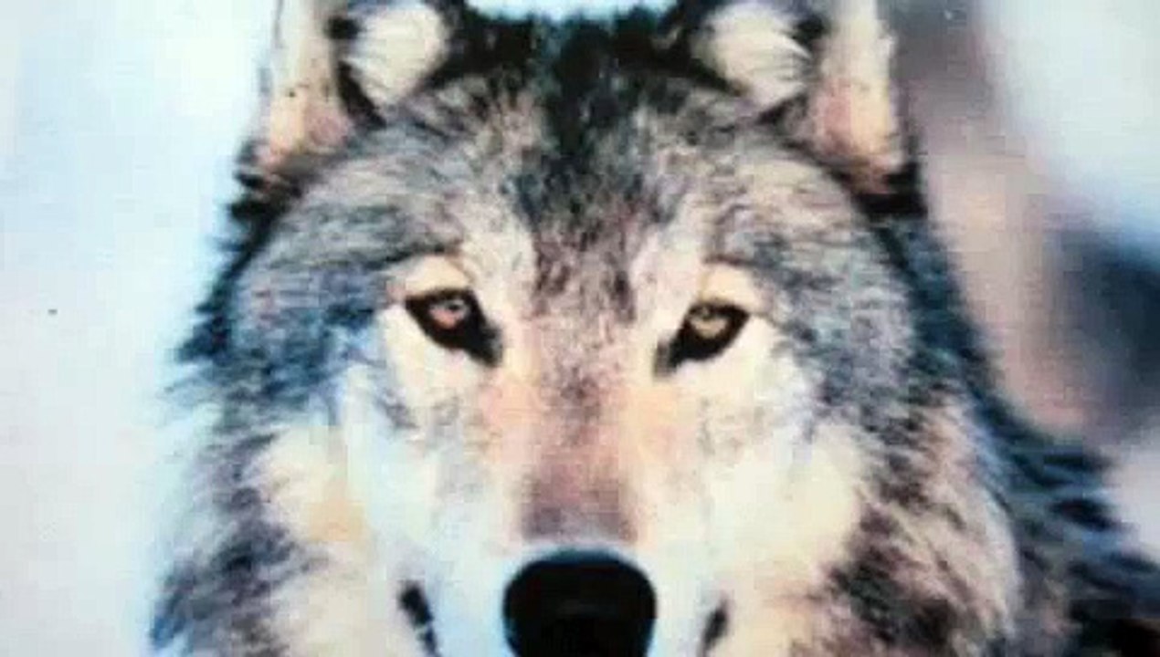 Speed Drawing - Dessiner un Loup / Drawing a wolf