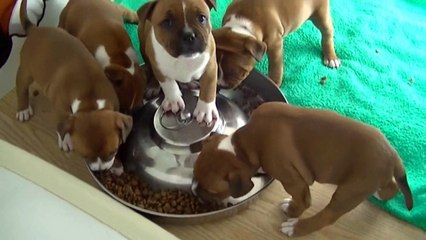 83ème vidéo Le repas croquettes à  Staffordland
