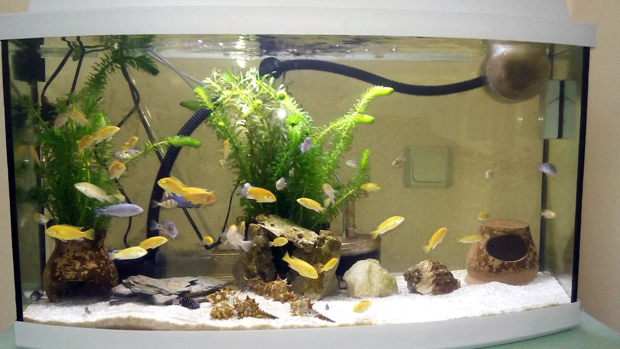 KARMA ÇİKLET AKVARYUMU ANTALYA