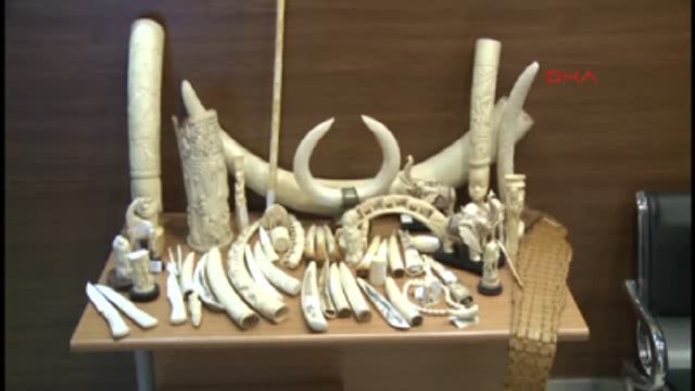 Ivory, Mors Tusk And Alligator Skin Captured İn Istanbul